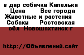 в дар собачка Капелька › Цена ­ 1 - Все города Животные и растения » Собаки   . Ростовская обл.,Новошахтинск г.